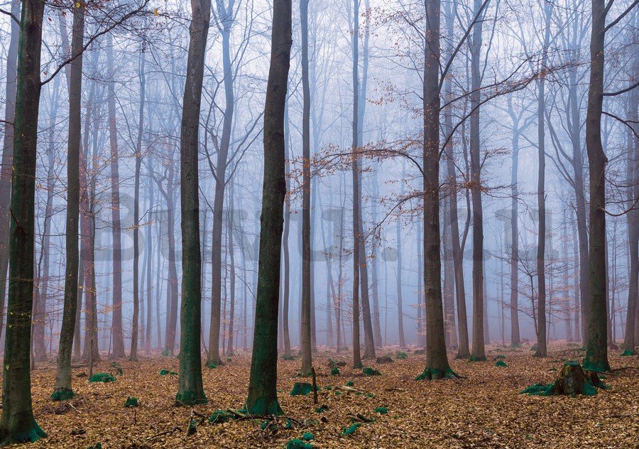 Fotótapéta: Ködbe borult erdő (1) - 184x254 cm