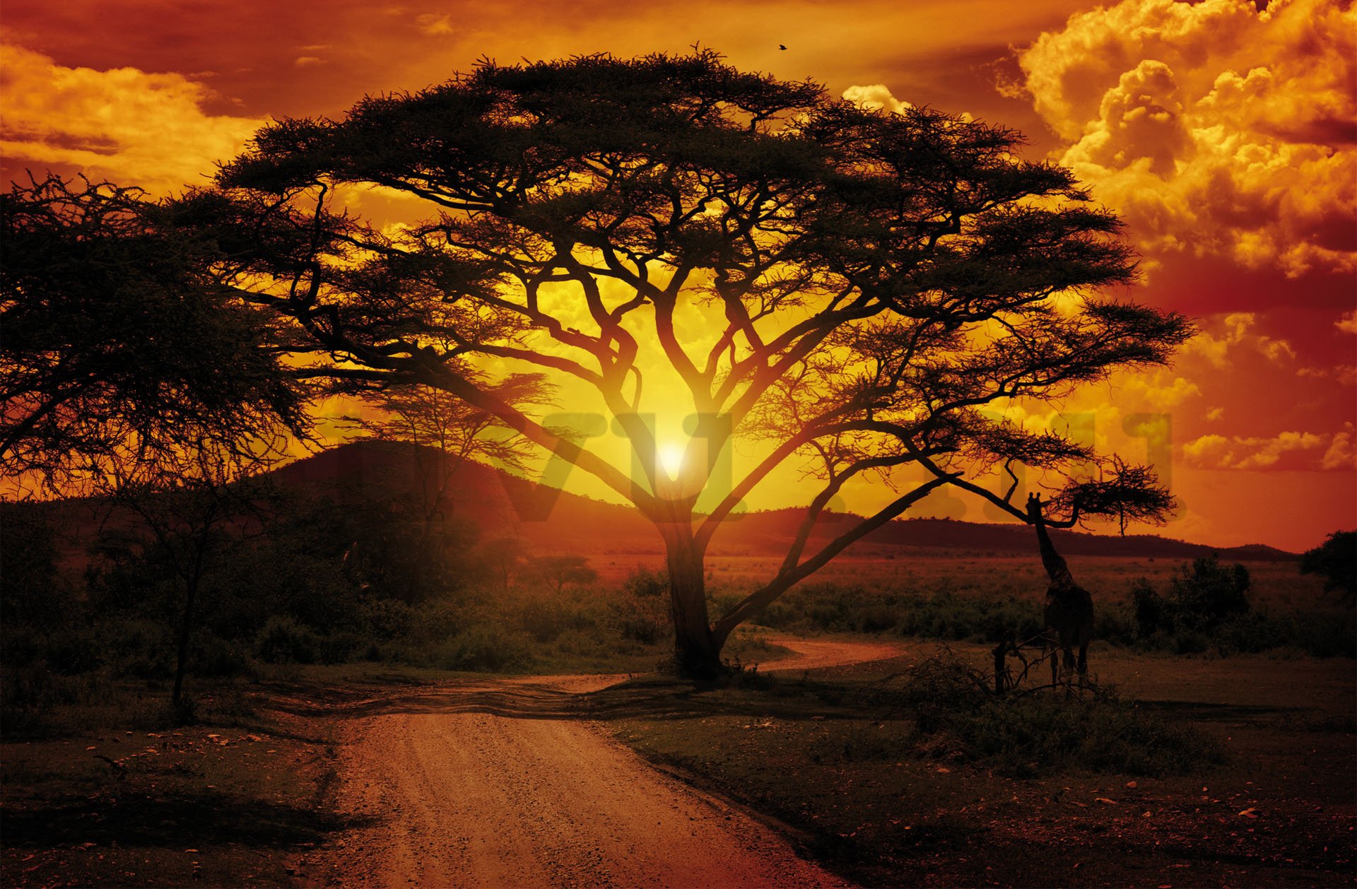 Fotótapéta: Afrikai naplemente - 254x368 cm