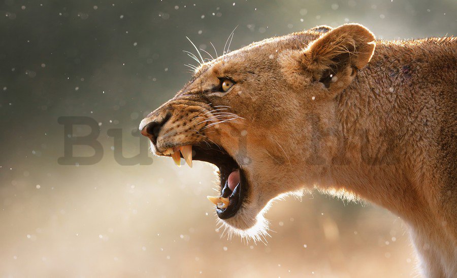 Fotótapéta: Nőstény oroszlán - 184x254 cm