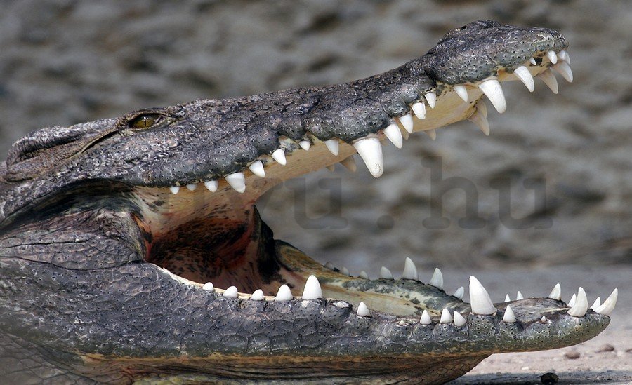 Fotótapéta: Krokodil - 184x254 cm