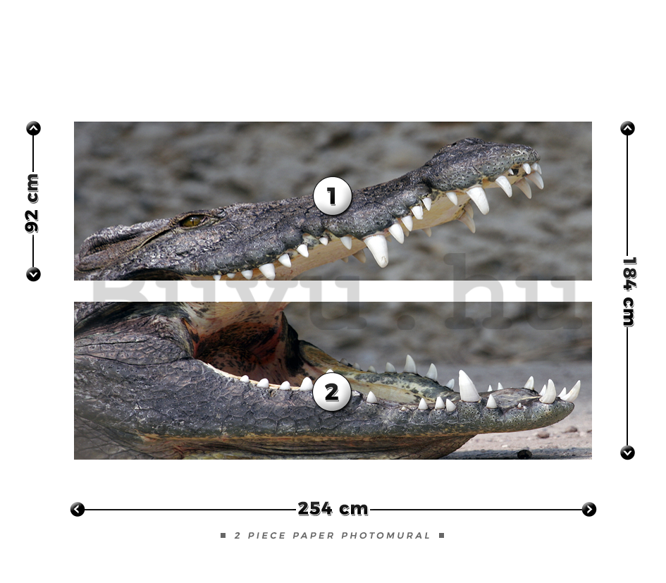 Fotótapéta: Krokodil - 184x254 cm