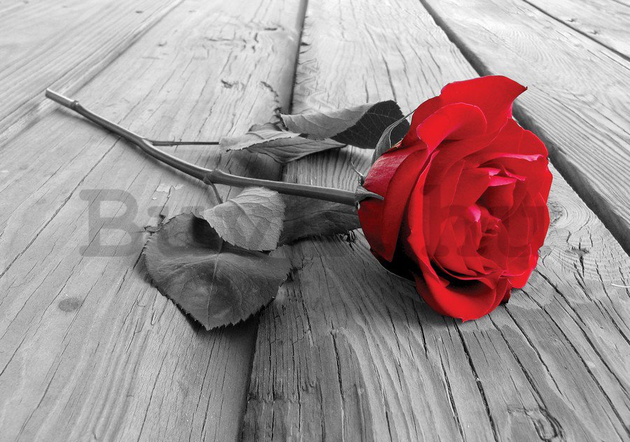Fotótapéta: Piros rózsa - 184x254 cm