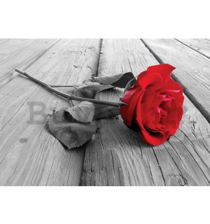 Fotótapéta: Piros rózsa - 184x254 cm
