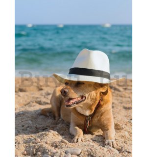 Fotótapéta: Kutya a tengerparton - 254x184 cm