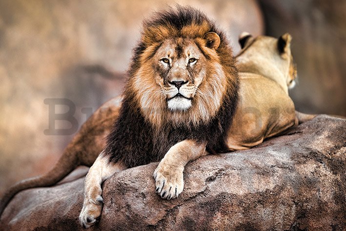 Plakát - Királyi oroszlán