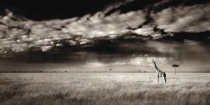 Vászonkép - Ian Cumming, Masai Mara Giraffe