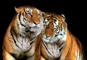 Fotótapéta: Két tigris - 184x254 cm