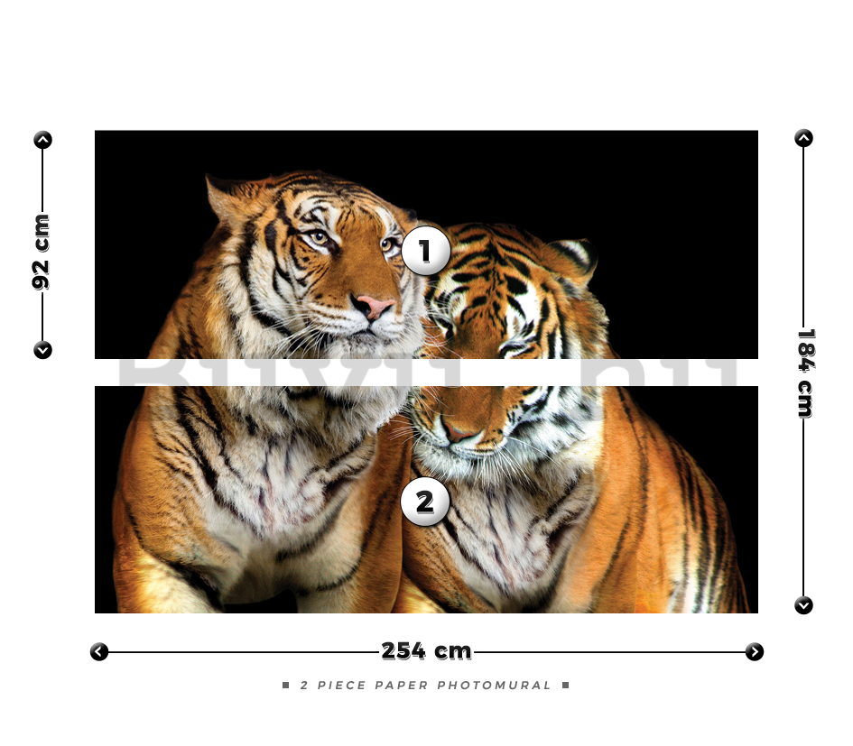 Fotótapéta: Két tigris - 184x254 cm