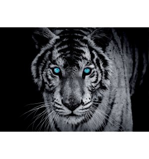 Fotótapéta: Fekete-fehér tigris - 184x254 cm