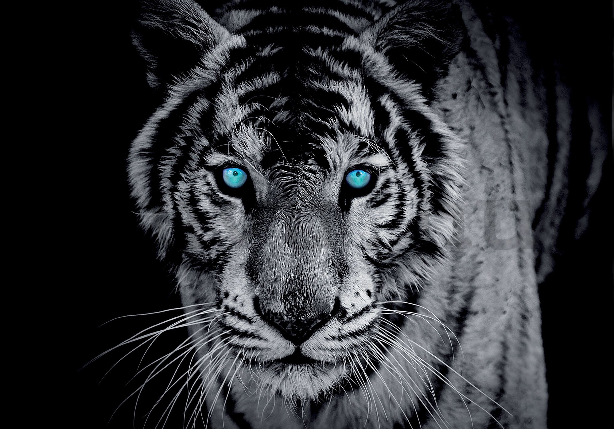 Fotótapéta: Fekete-fehér tigris - 254x368 cm