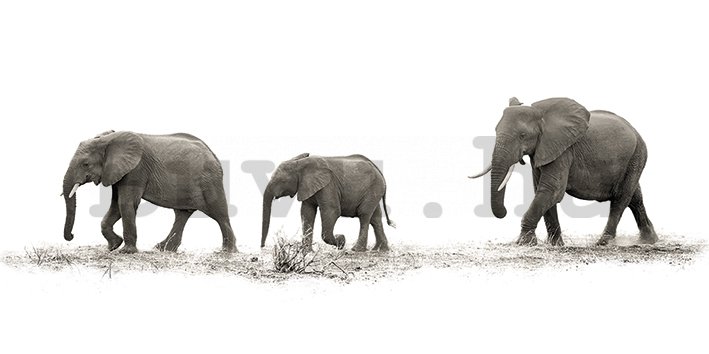Vászonkép - Mario Moreno, The Elephants