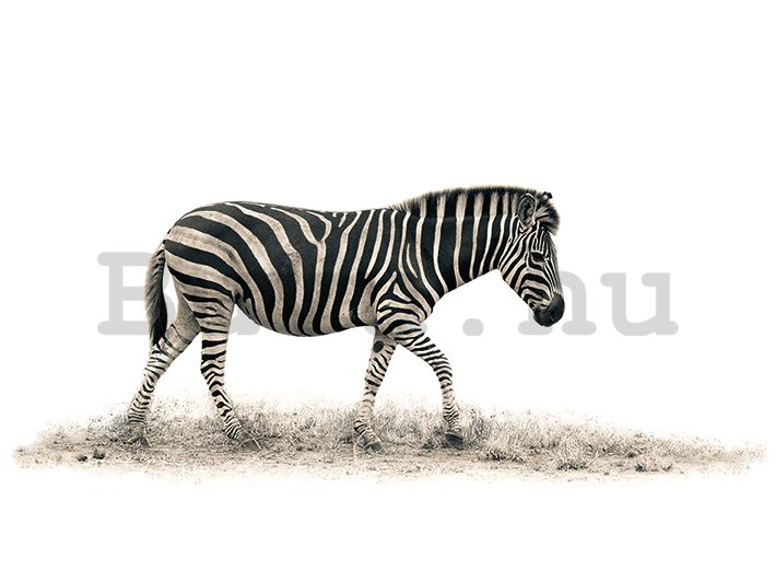 Vászonkép - Mario Moreno, The Zebra