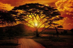 Vlies fotótapéta: Afrikai naplemente - 184x254 cm