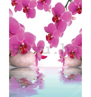 Fotótapéta: Orchidea és kövek - 254x184 cm
