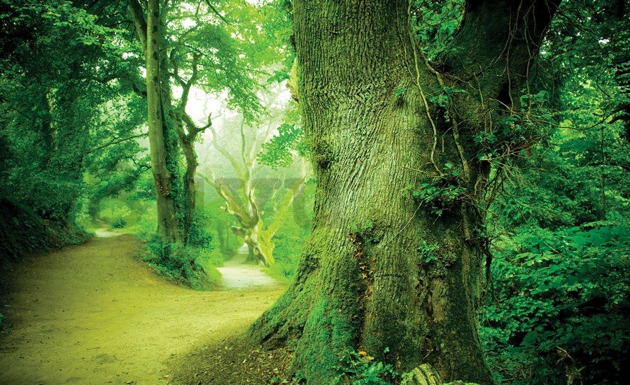 Vlies fotótapéta: Varázslatos erdő - 184x254 cm