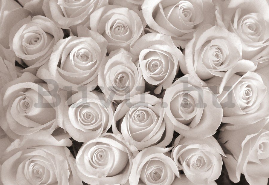 Vlies fotótapéta: Fehér rózsa - 184x254 cm