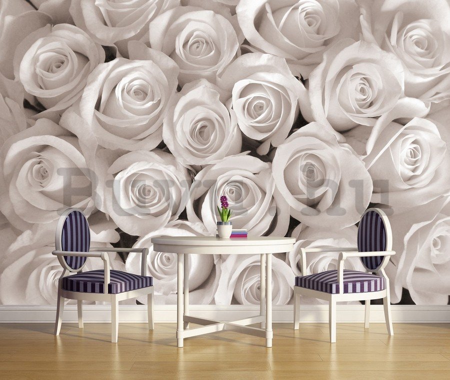 Vlies fotótapéta: Fehér rózsa - 184x254 cm