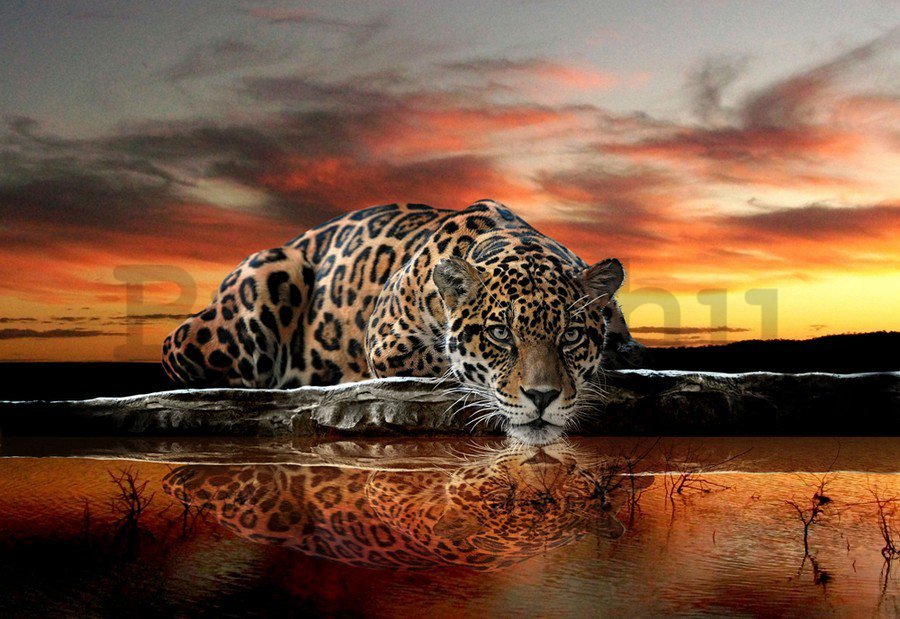 Vászonkép: Jaguár - 75x100 cm