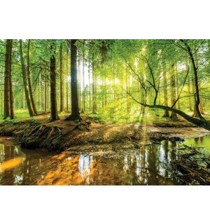 Vászonkép: Áteres erdő - 75x100 cm