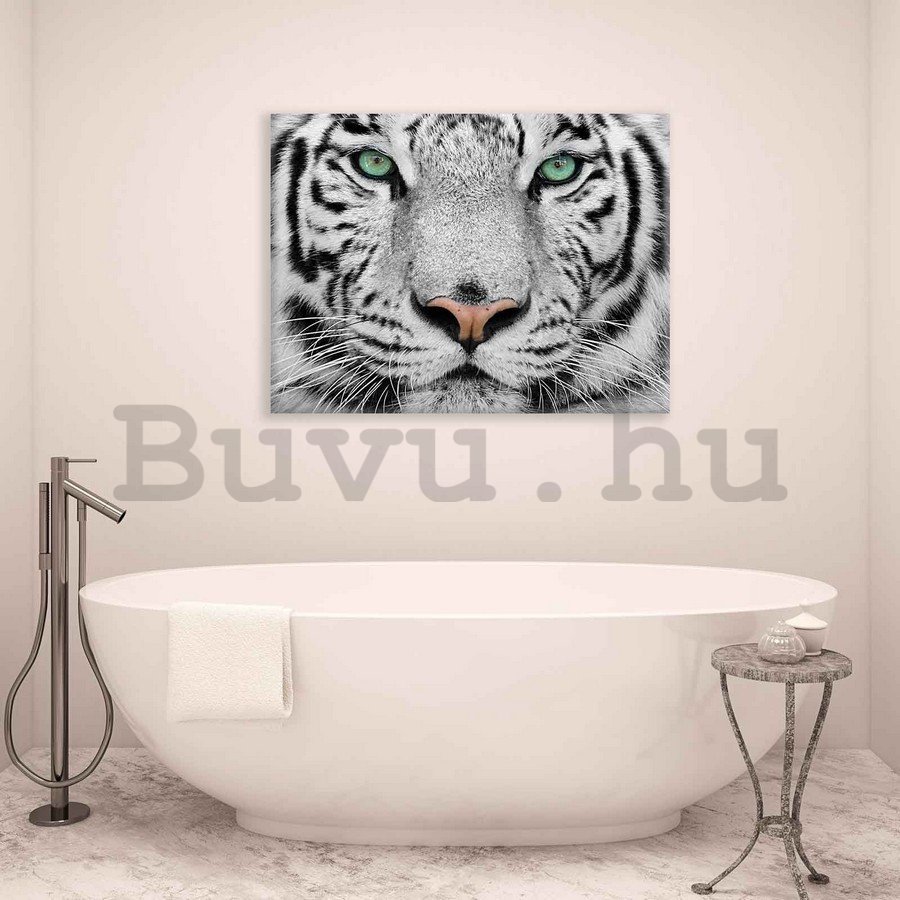 Vászonkép: Fehér tigris - 75x100 cm