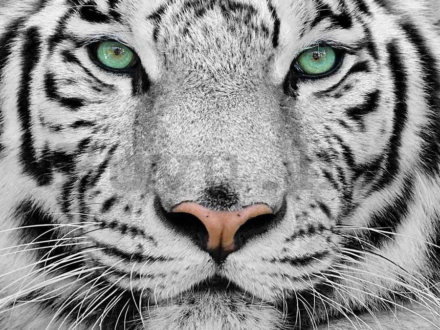 Vászonkép: Fehér tigris - 75x100 cm
