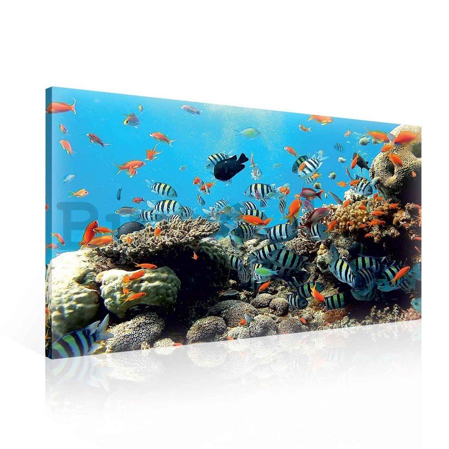 Vászonkép: Korallzátony - 75x100 cm