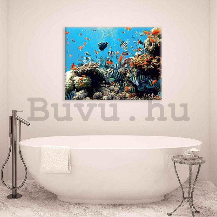 Vászonkép: Korallzátony - 75x100 cm