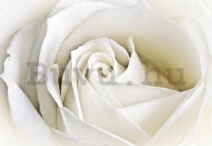 Vászonkép: Fehér rózsa (2) - 75x100 cm