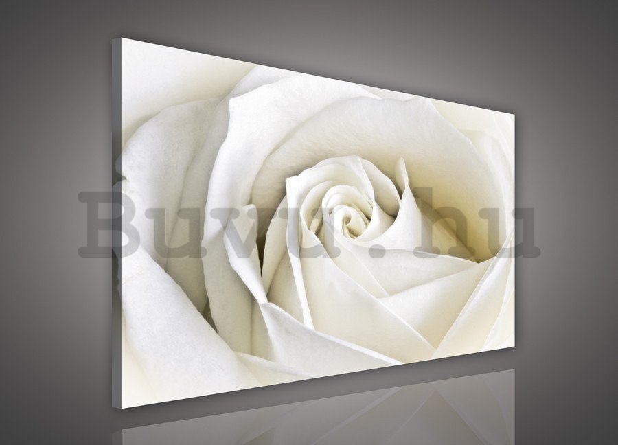 Vászonkép: Fehér rózsa (2) - 75x100 cm