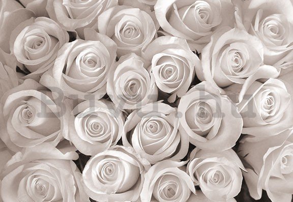 Vászonkép: Fehér rózsa - 75x100 cm