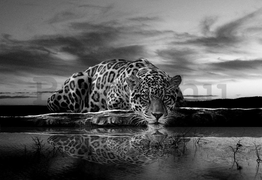 Vászonkép: Jaguár (fekete-fehér) - 75x100 cm