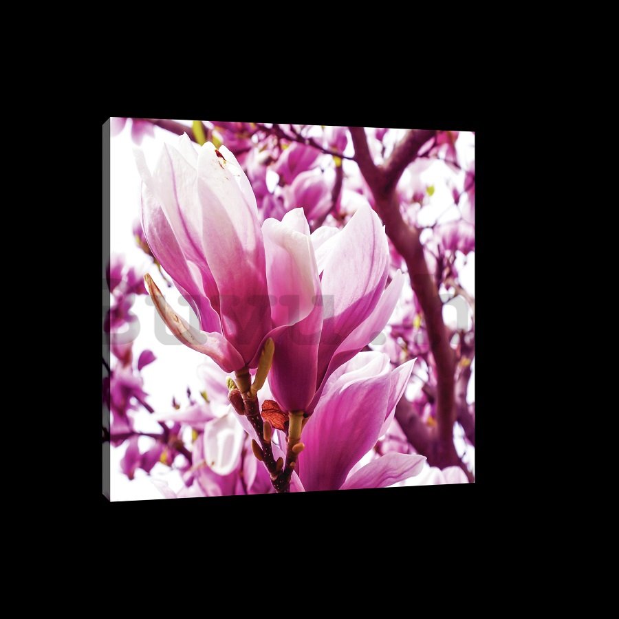 Vászonkép: Pink Magnolia - 75x100 cm