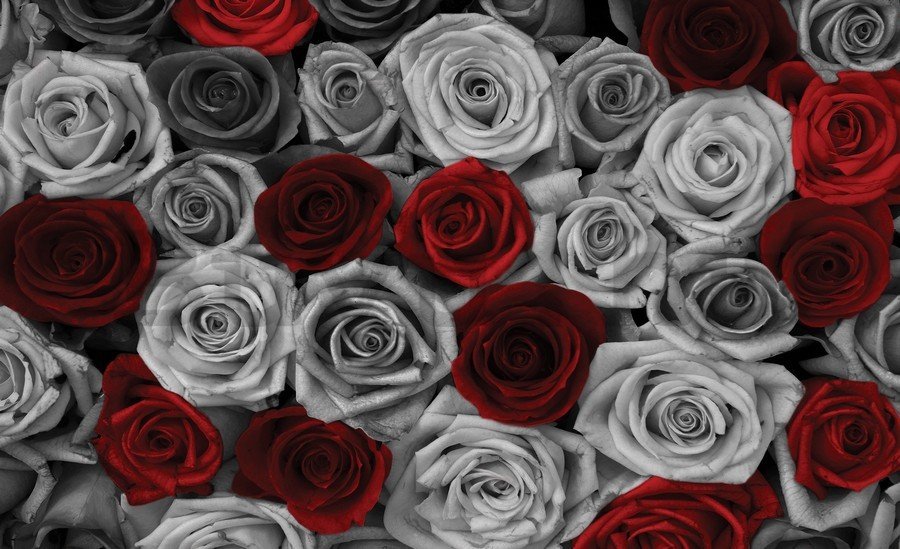 Vászonkép: Fehér és vörös rózsák (1) - 75x100 cm