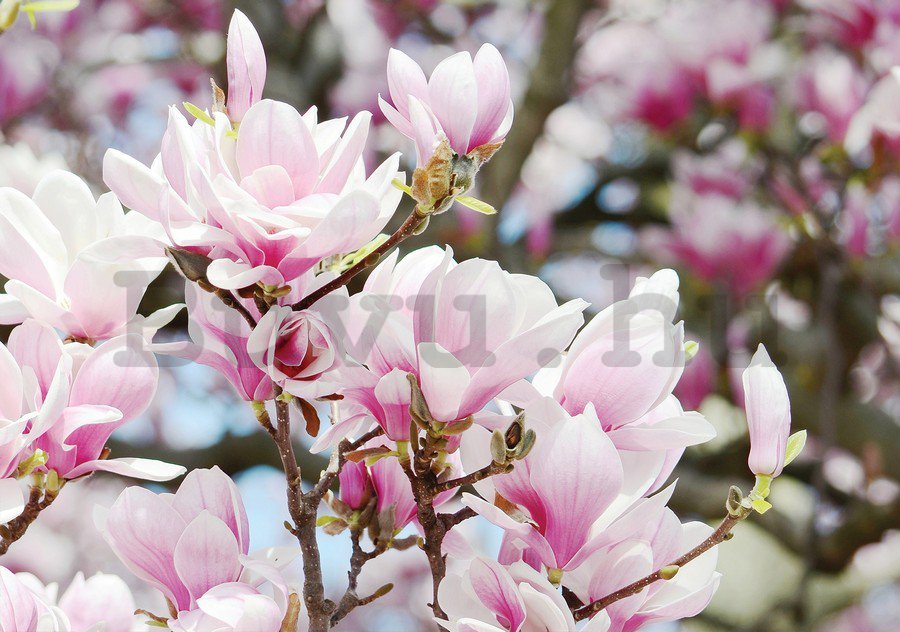 Vászonkép: Rózsaszín virágok - 75x100 cm