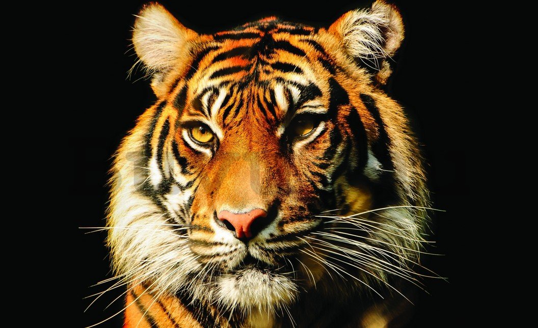 Fotótapéta: Tigris - 254x368 cm