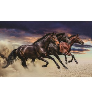 Vászonkép: Vágtató lovak - 75x100 cm