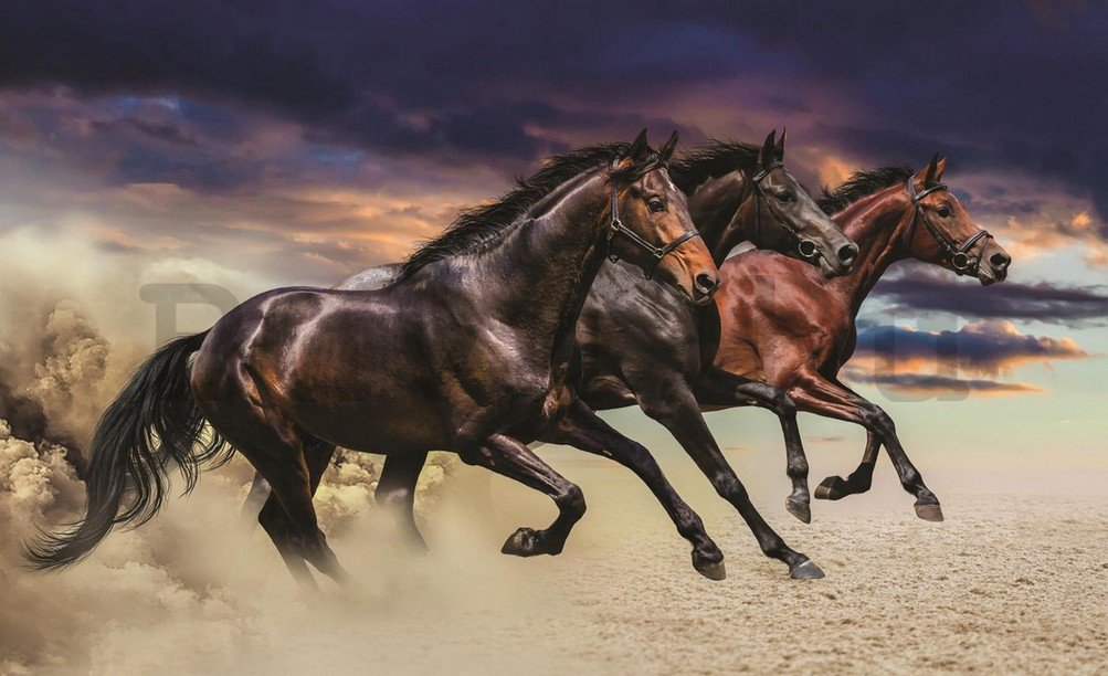 Fotótapéta: Vágtató lovak - 184x254 cm