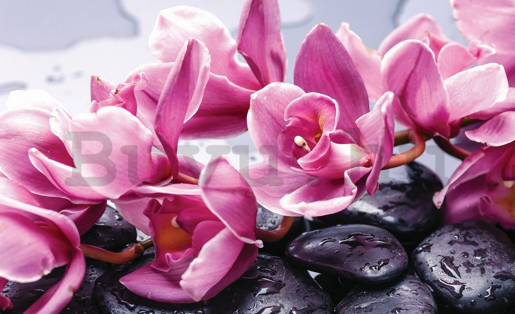 Fotótapéta: Spa kövek és rózsaszín orchideák - 254x368 cm