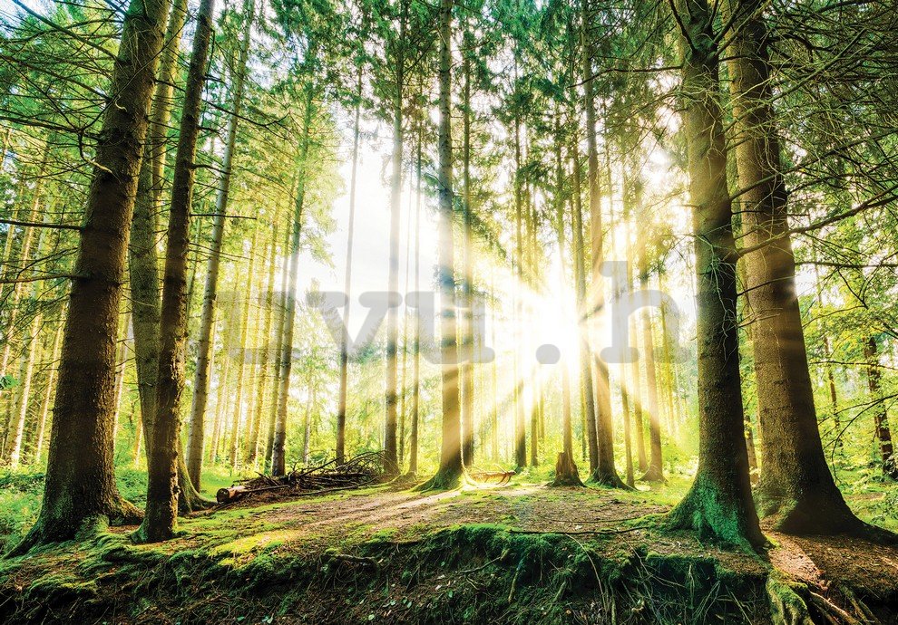 Fotótapéta: Napfény az erdőben (2) - 184x254 cm