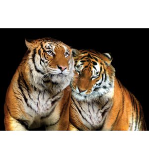 Fotótapéta: Két tigris - 254x368 cm