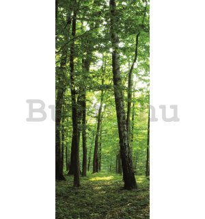 Öntapadós fotótapéta: Erdő (2) - 211x91 cm