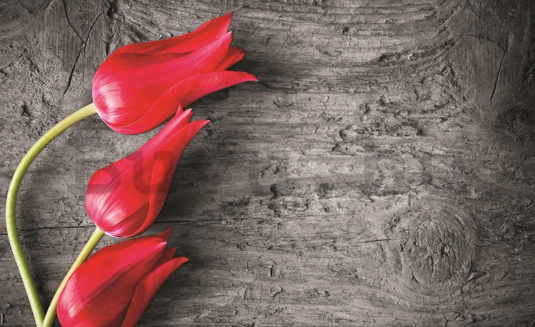 Fotótapéta: Piros tulipánok - 184x254 cm