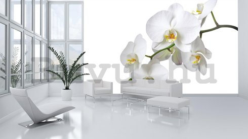Fotótapéta: Fehér orchidea - 254x368 cm