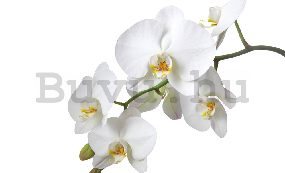 Fotótapéta: Fehér orchidea - 254x368 cm