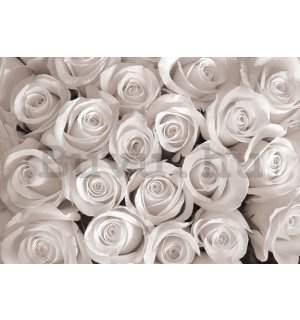 Fotótapéta: Fehér rózsa - 254x368 cm