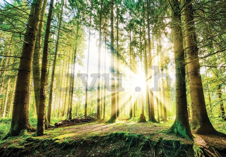 Vlies fotótapéta: Napfény az erdőben (2) - 184x254 cm