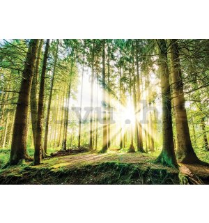 Vlies fotótapéta: Napfény az erdőben (2) - 104x152,5 cm