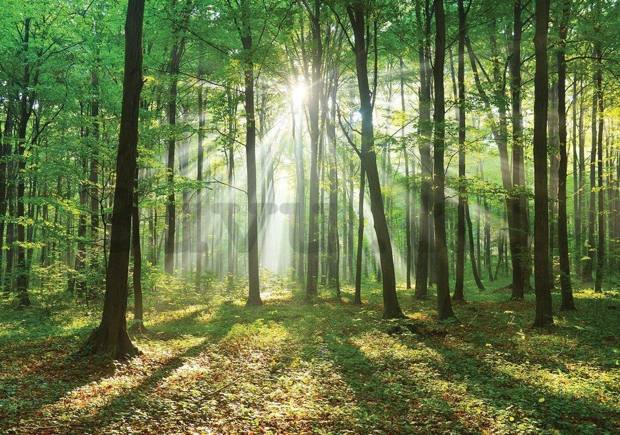 Vlies fotótapéta: Napfény az erdőben (3) - 104x152,5 cm