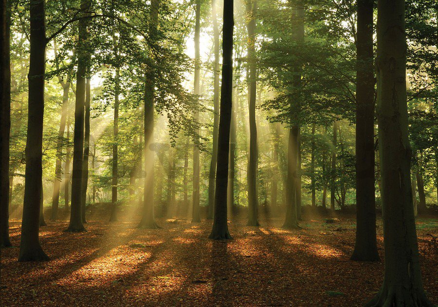 Vlies fotótapéta: Napfény az erdőben (4) - 104x152,5 cm