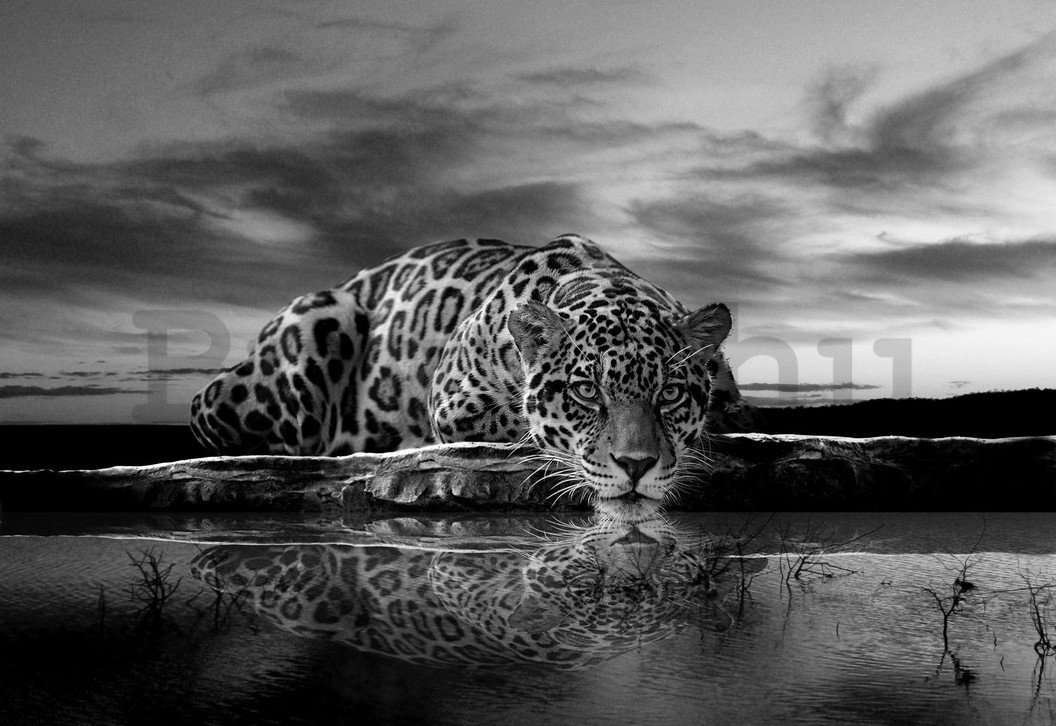Fotótapéta: Jaguár (fekete-fehér) - 254x368 cm